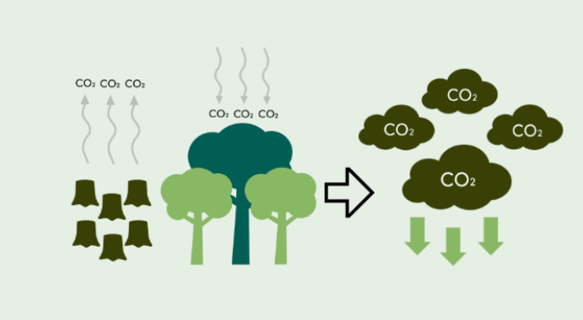 trees and forests as carbon sinks