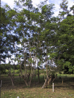 gliricidia tree